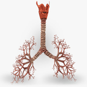 3D tracheae lungs