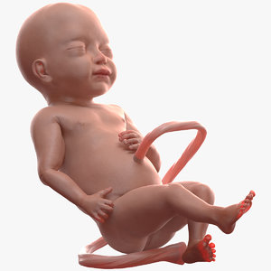 3D model baby boy 28 weeks