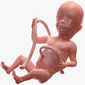 3D model human fetus 20 weeks