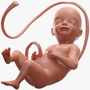 human fetus 24 weeks model