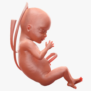 human fetus 24 weeks 3D