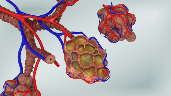 3D bronchitis alveoli mucus lungs - TurboSquid 1663222