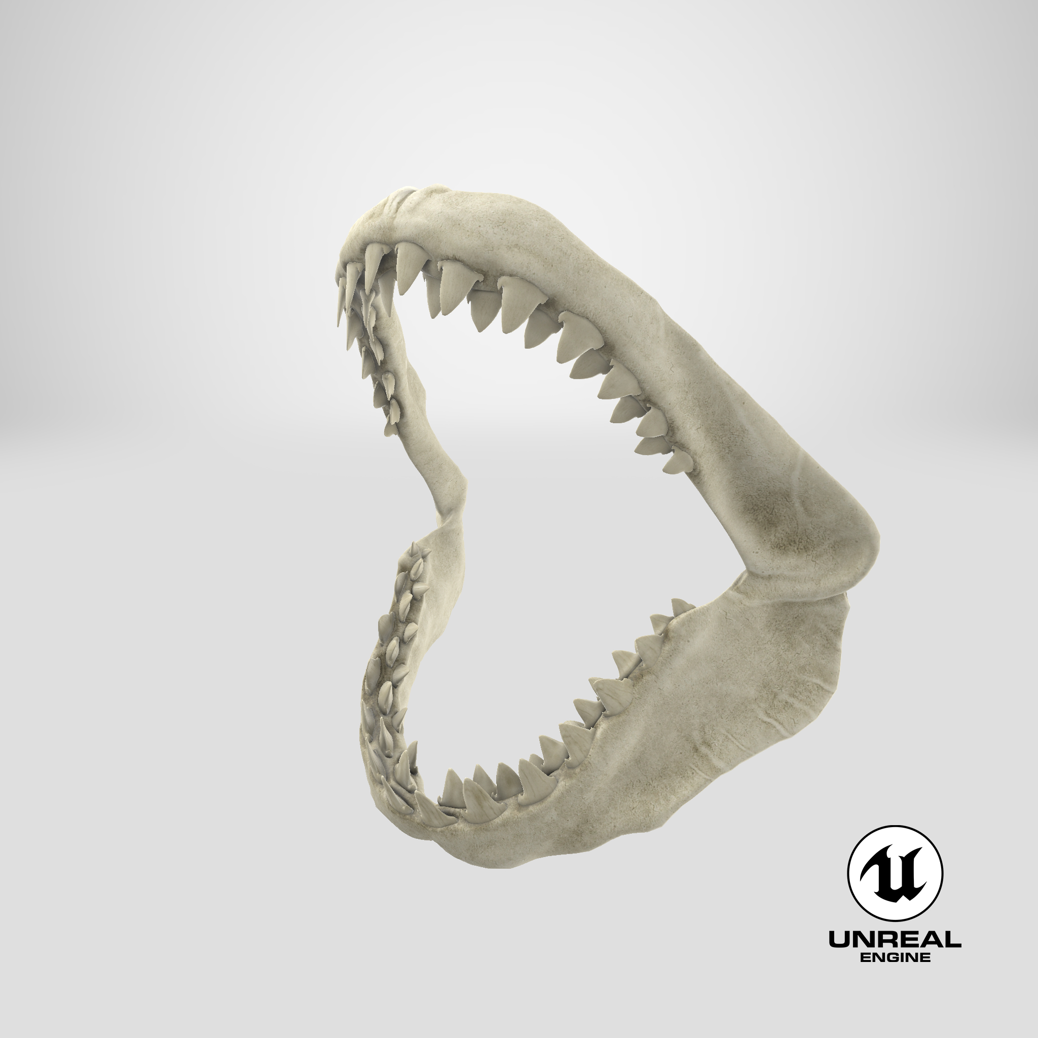 Grande, branca, tubarão maxila, osso Modelo 3D TurboSquid 1168353 Grande, branca, tubarão maxila, osso Modelo 3D TurboSquid 1168353