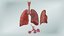 anatomy lungs 3D