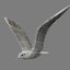 jhonatan livingstone v2 flying seagull 3d model