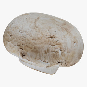 3D model white button mushroom 03
