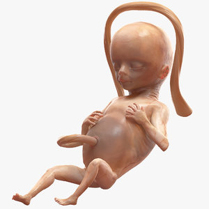 3D human fetus 16 weeks
