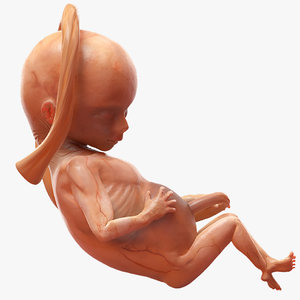human fetus 16 weeks 3D model