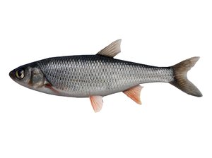 fish carp 3D model
