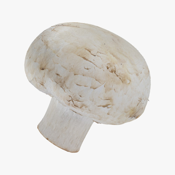 3d white button mushroom 05 model