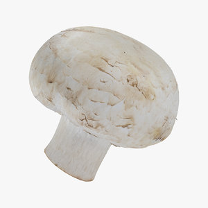 3D white button mushroom 05 model