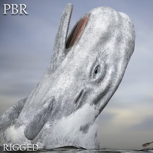 3D sperm whale animation