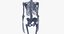 real human woman skeleton bones 3D model