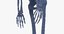 real human woman skeleton bones 3D model