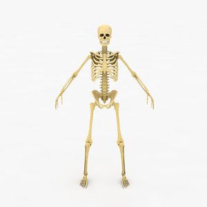 male skeleton 3D model