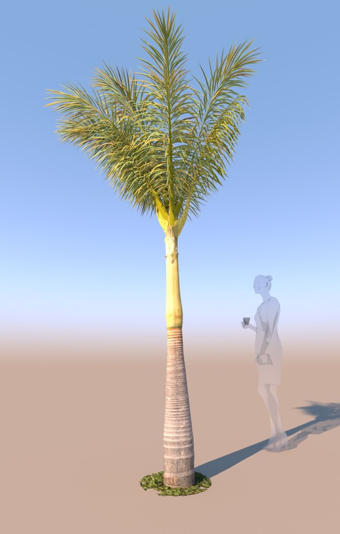 3D Young Queen Palm B Model - TurboSquid 1668727