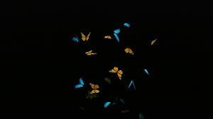 3D animation butterflies model