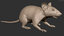 3D house mouse fur hair model