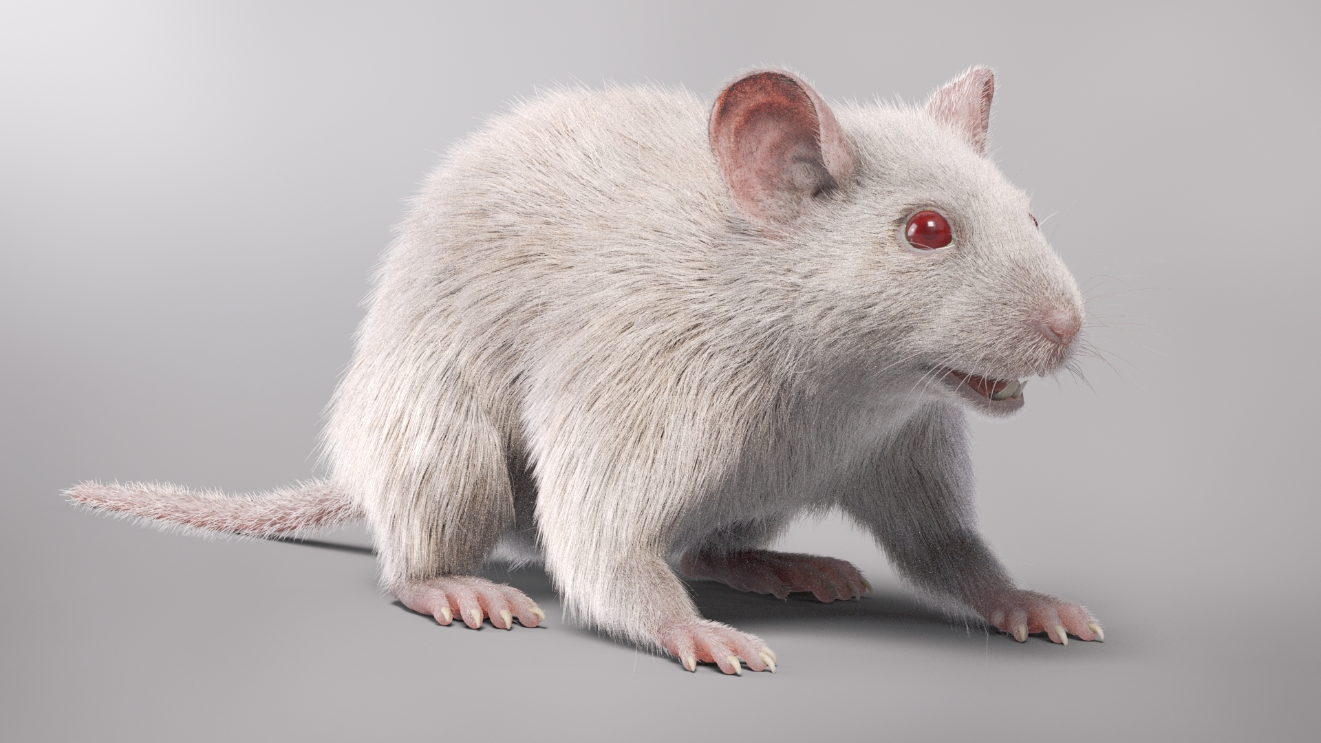 3D white mouse fur hair model - TurboSquid 1671898