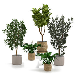 3D indoor plants pots model