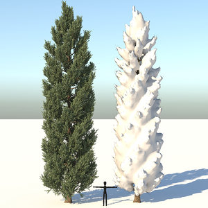 season tuscan cypress tree 3D
