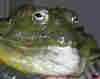 member avatar