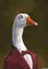 member avatar