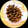 member avatar