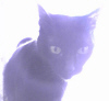 member avatar