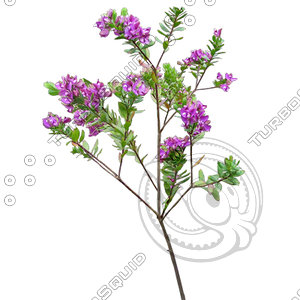 Branch_s_42.tga