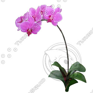 Flower_V_05.tga