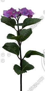Flower_V_06.tga