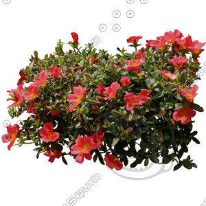 Flower_V_07.tga