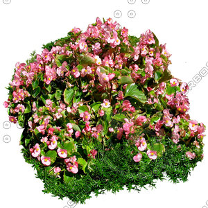 Flower_H_24.tga