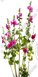 Flower_H_17.tga