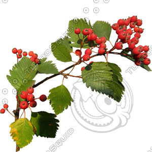 Branch_s_13.tga