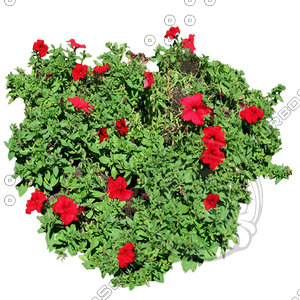 Flower_H_25.tga