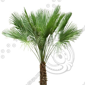 Palm_09.tga