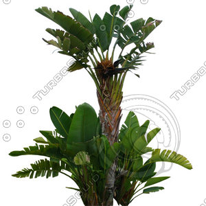Palm_04.tga