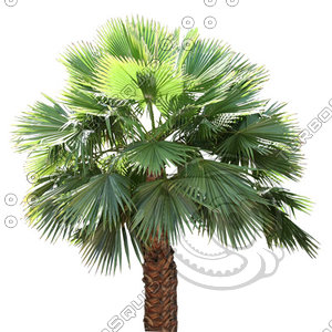 Palm_36.tga