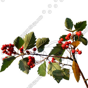 Branch_s_14.tga