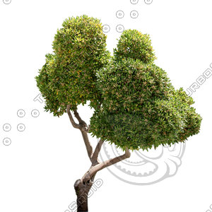 Tree_N_07.tga