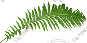 Branch_s_36.tga