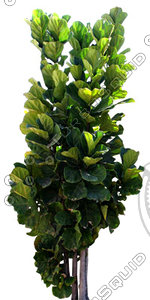 Tree_tropic_02.tga