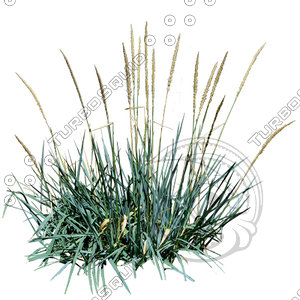 Grass_17.tga