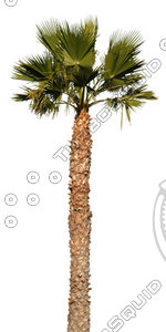 Palm_16.tga