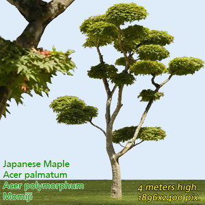 Japanese Mapple - High Resolution