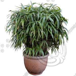 Bush_S_23.tga