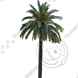 Palm_N_06.tga