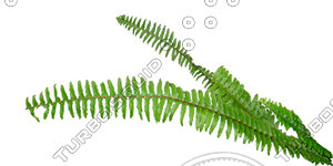 Branch_s_35.tga